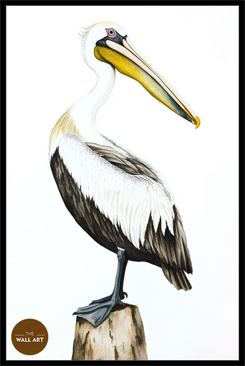 images/products/yellow_beack_pelican/yellow_beack pelican_BLACK_P.jpg